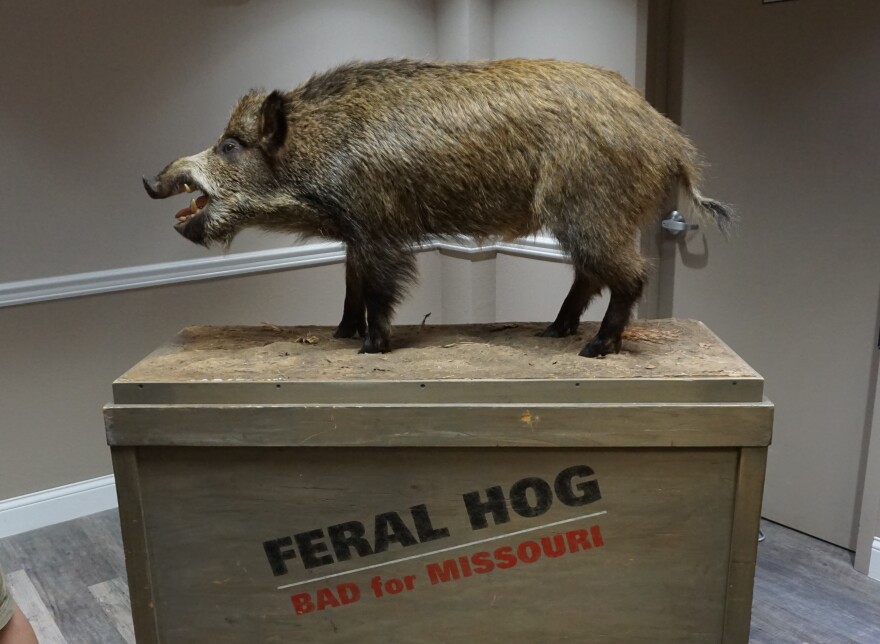 A taxidermied feral hog was on display at an open house in Rolla to get comment about hunting in the Mark Twain National Forest.