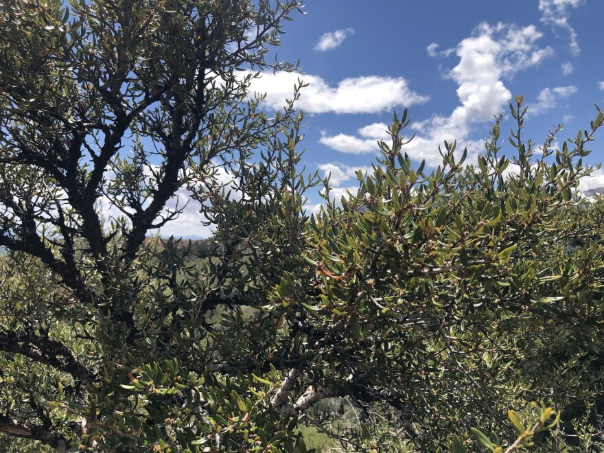 Mahogany tree with blue sky and clouds in the background