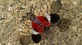 Shown is a spotted lanternfly in Glenside, Pa., Sunday, Oct. 31, 2021.