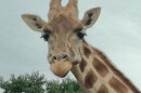 Two giraffes gave birth at the Natural Bridge Zoo, but their babies disappeared.