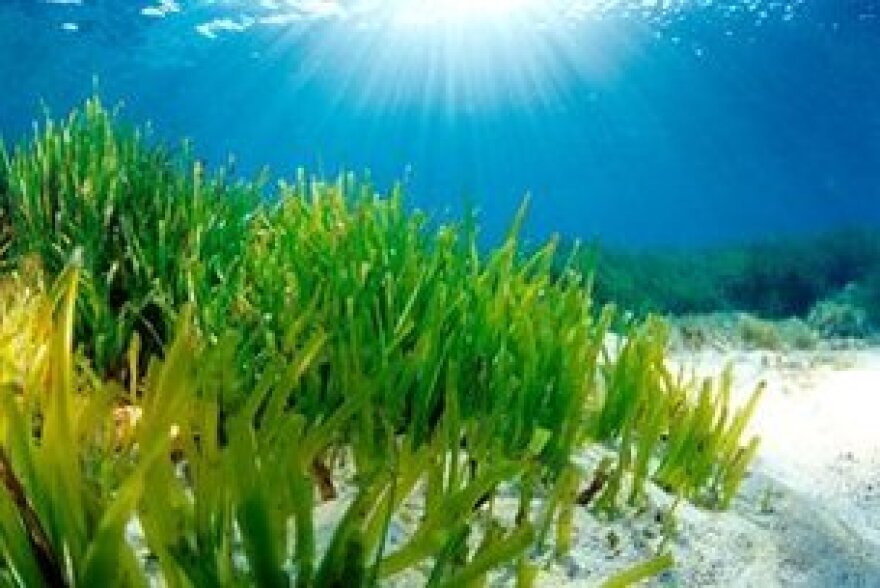 Healthy seagrass, shown here in Biscayne National Park, provides habitat and food for manatees, sea turtles and other wildlife. It also helps keep water clear by stabilizing the sandy bottom and absorbs carbon increasingly polluting the oceans.