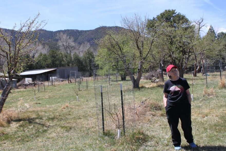 Cinde McPhail stands next to a Walbridge apple sapling in March 2026, with a Jonathan apple tree behind her.