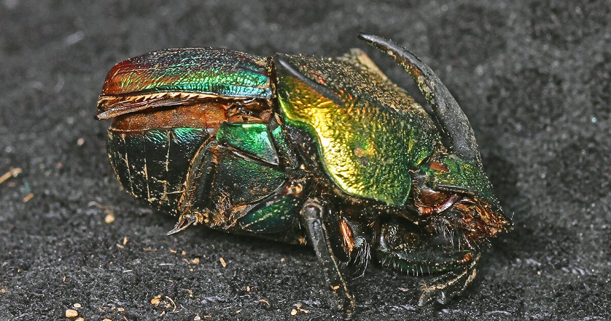 rasen nach düngen unterschiedlich grün Sommer-Rasendünger – SUPERGREEN main image 1