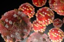 Measles is a highly infectious, airborne disease that is known to cause serious health complications, especially in vulnerable populations.