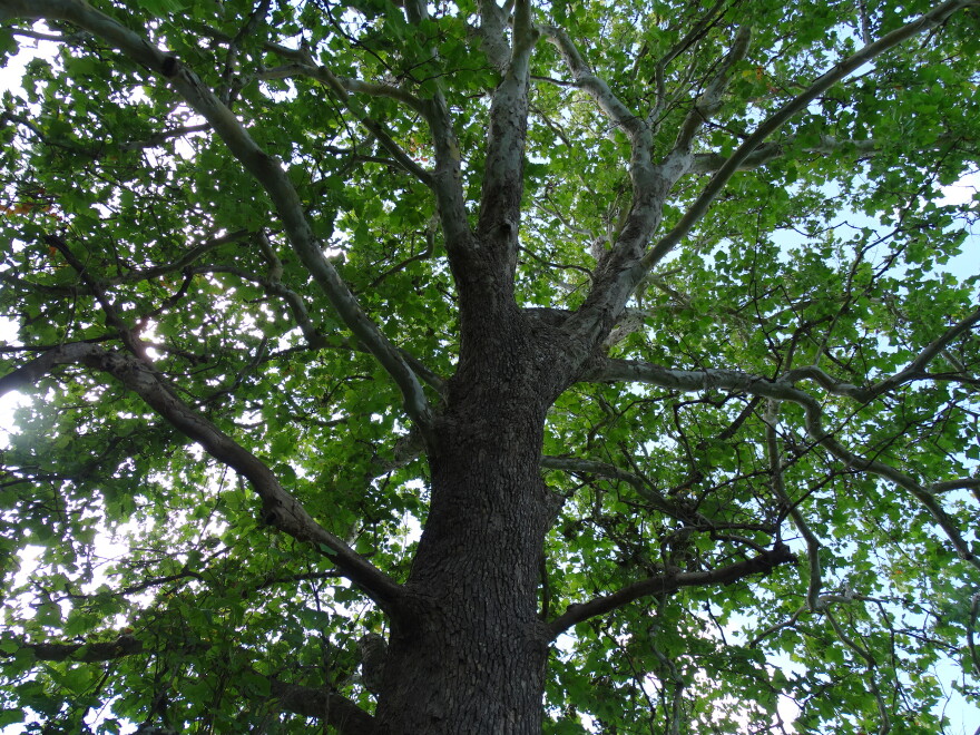The sycamore tree where Barb Agnew first spotted monarch butterflies and led to years of stewardship.