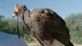 AZ ILL falconry segment thumb