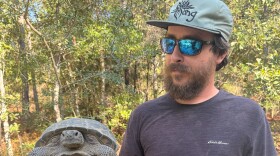 David Harrington, an assistant to FWC Authorized Gopher Tortoise Agent Anna Hackney, holds a gopher tortoise relocated from a disturbed site in Okaloosa County. The species is protected under Florida law, and tortoises must be permitted for relocation when development affects occupied burrows.