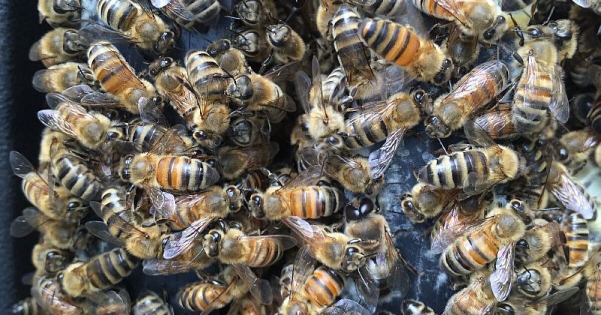 How Do Bees Make Honey And Why Do They Sting Vermont Public Radio How Do Bees Make Honey And Why Do They Sting Vermont Public Radio