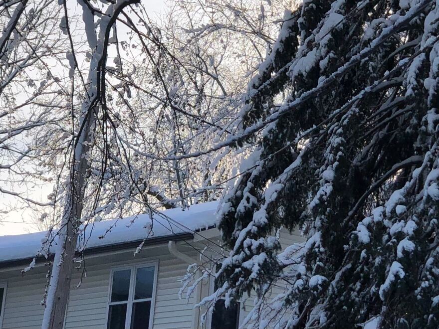 branches on power line