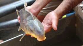 Razorback suckers are endemic to the Colorado River Basin and have been listed as endangered since 1991.