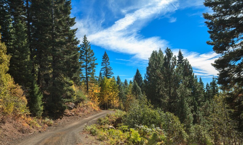 A mountain road surrounded by trees.