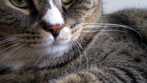 Such a handsome cat!