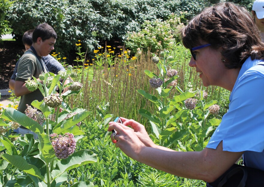 Eileen Graessle, right, photographs a honeybee on a milkweed flower at the BeeBlitz in Forest Park on June 16, 2018. 