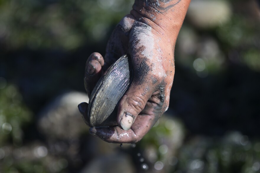 Clams have been an important part of tribal diets in the Pacific Northwest for centuries.