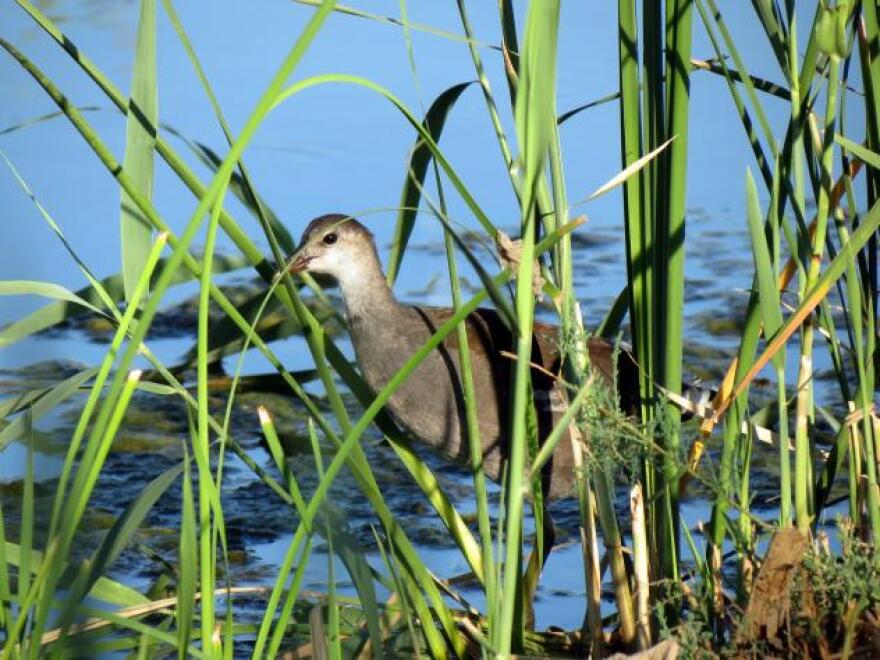 A common gallinule sits at the Clark County Wetlands Park.