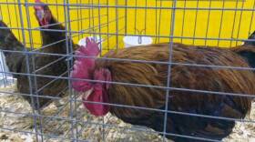 Roosters on display at the Indiana State Fair.