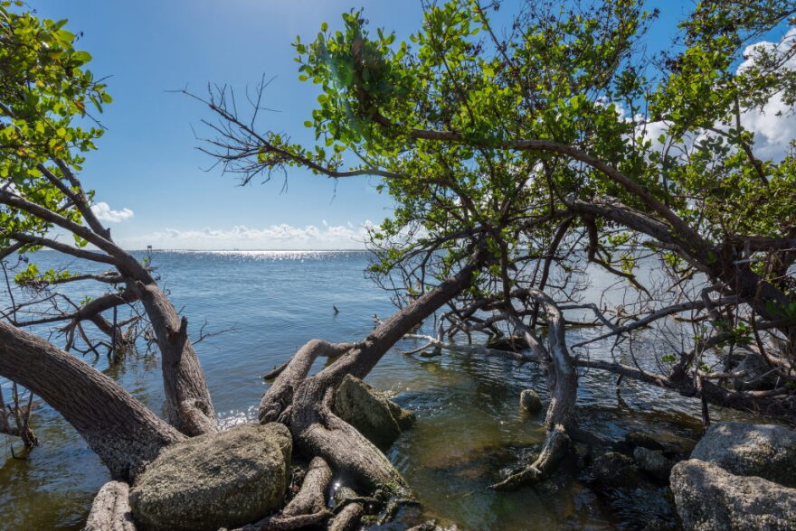The Indian River Lagoon is one of 28 federally-designated “estuaries of national significance,” including four in Florida.