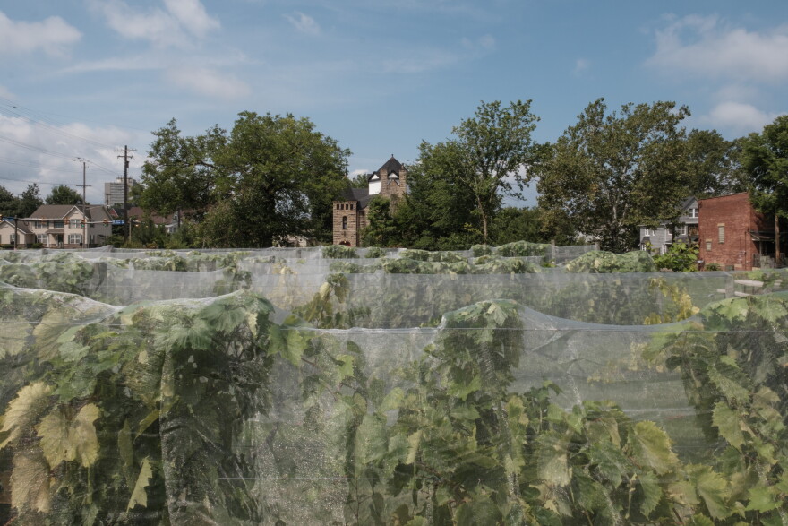 View of the Vineyards at Château Hough Vineyards and Winery in Cleveland, Ohio. Wednesday, August 19, 2026. 
