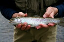 Two hands hold a medium sized rainbow trout in front of a body wearing waders.