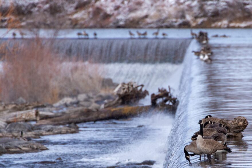 In this file photo, geese perch near the Idaho Falls greenbelt on Nov. 24, 2023.