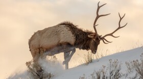 A bull elk searches for food beneath the snow in Yellowstone National Park in February 2020.