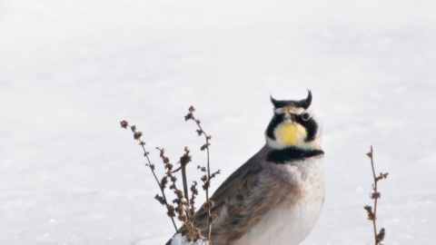 A bird with a brown back, white chest, yellow throat, and strong black-and-white facial markings stands in a snowy area. It has two small black tufts of feathers on each side of its head.