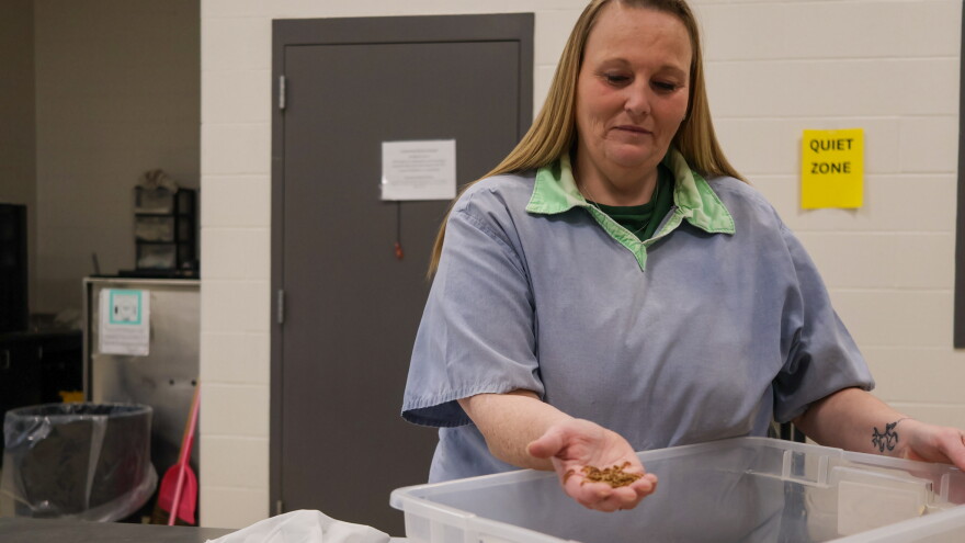Emily Bush, who is incarcerated at Ohio Reformatory for Women in Marysville, holds mealworms from the prison’s mealworm farm, Oct. 15, 2026.