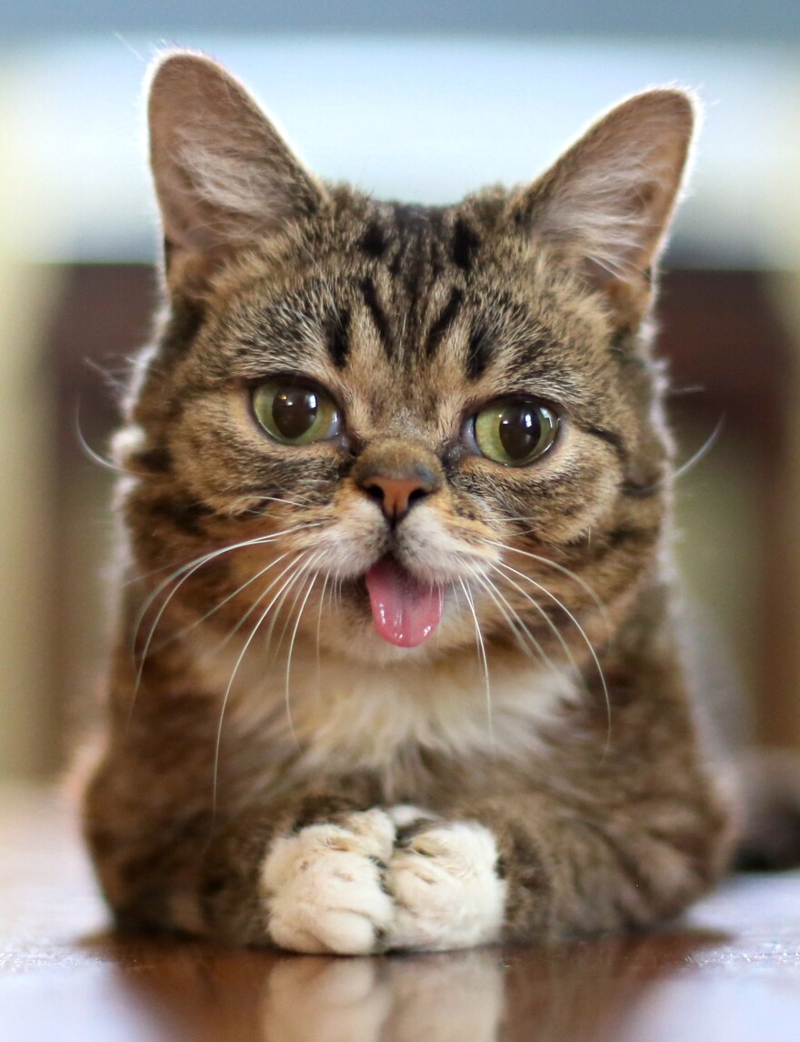 lil_bub_2013__crop_for_thumb_.jpg