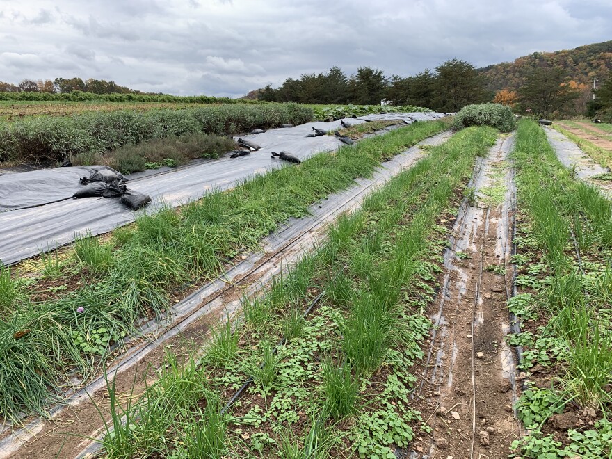 New Morning Farm