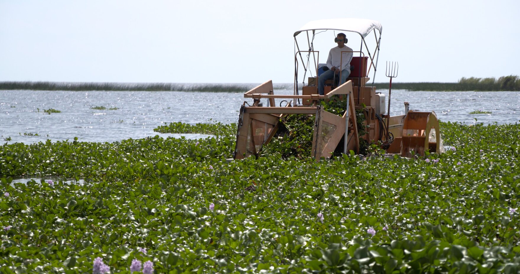 FWC tries turning invasive water hyacinth into organic fertilizer WGCU PBS & NPR for Southwest