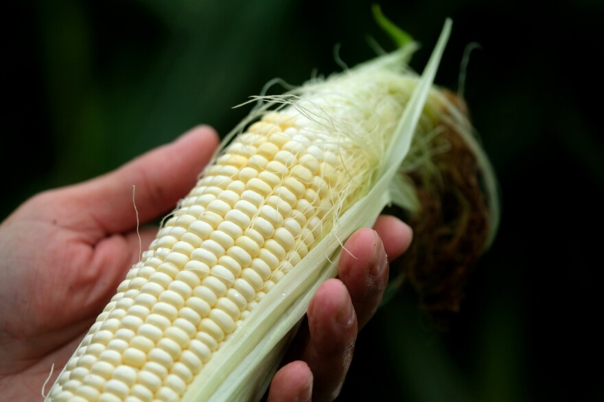 A fresh ear of sweet corn.