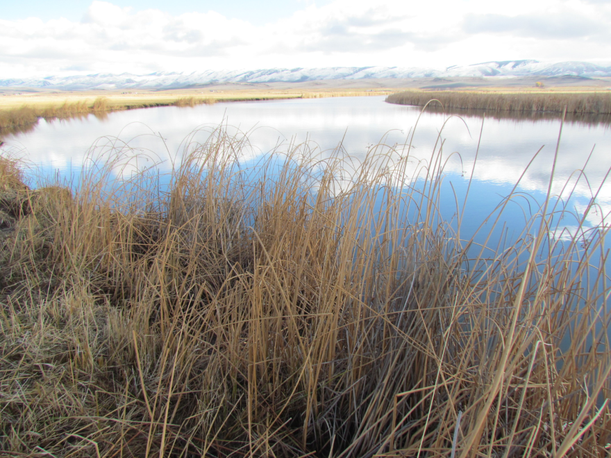 A hay field flooded enough to look like a pond.