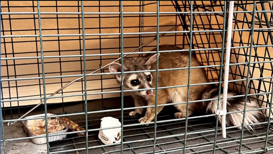 In 2021, Idaho Fish and Game was called to a sugarbeet factory near Twin Falls after a 