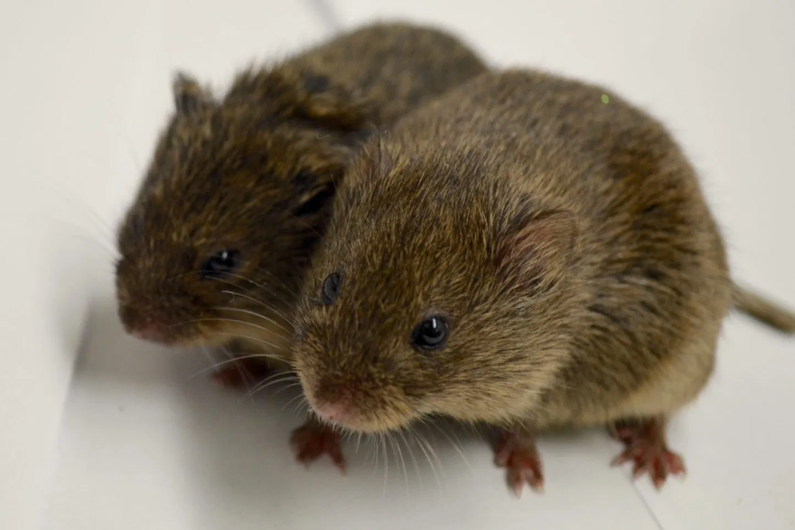 Photo of two voles.