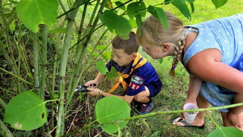 Chesterfield Cub Scout Pack 286 member Charlie Lynch, 8, prunes a stock of Japanese knotweed behind the Spofford Fire Station in 2018. Alexandra Crawford, 9, stands at the ready with a cup of vinegar she would use to coat the end of the stalk to help kill the invasive plant. Sentinel file photo by Michael Moore