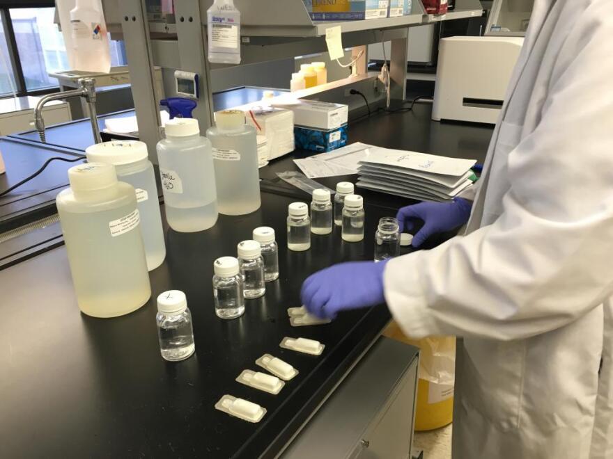 Samples in the lab to be tested for E. coli (photo: Elizabeth Miller)