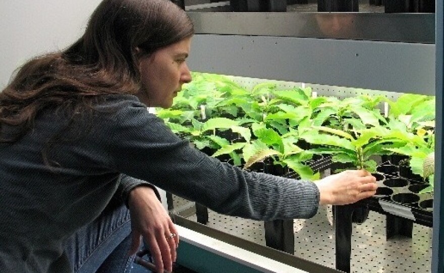 Linda McGuigan, lab manager of the American Chestnut Research & Restoration Project, examines a batch of transgenic American chestnut plantlets in a high-light chamber.