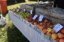 Apples of different varieties and colors in baskets line a table under a tent.