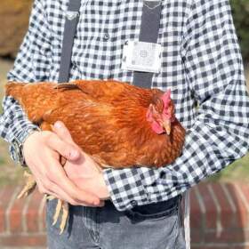 Daniel Yeroshalmi holds one of his 20 hens. (Courtesy of Daniel Yeroshalmi)