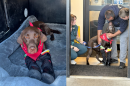 Park City K-9 Bruno leaves hospital after surgery Sept. 16, 2026.