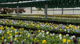 About 25,000 pansies are grown at IU's greenhouses.