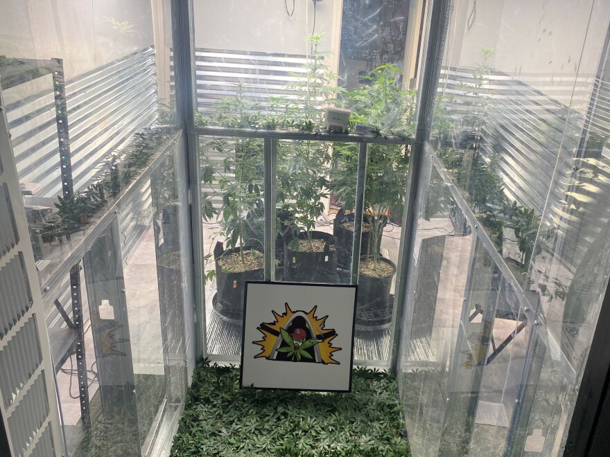 The Canna Education Collective features a demo grow room, where people interested in taking classes on how to grow cannabis at home can see the different stages of marijuana plants.