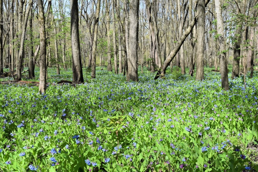 The ParkLands Foundation manages about 4,000 acres of ecosystems in the Upper Mackinaw River Valley.