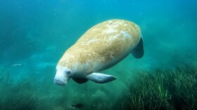 A manatee swims in water with seagrass below it.