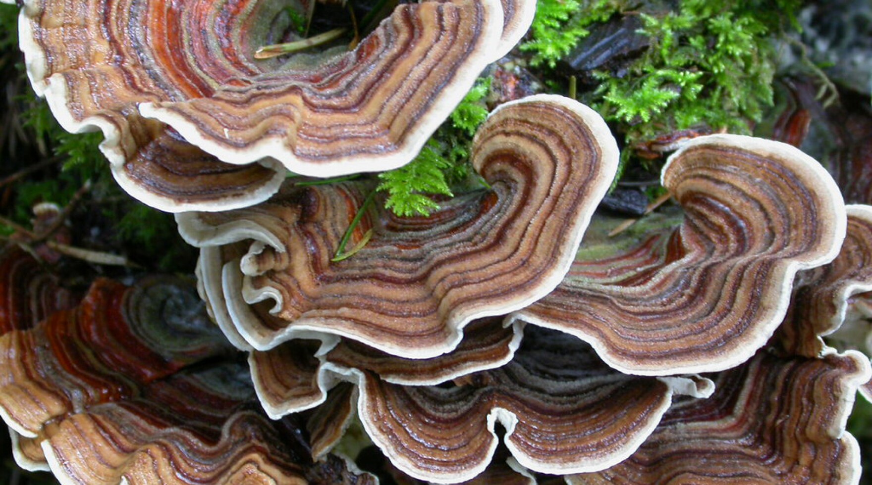 Turkey Tail Mushrooms South Carolina Public Radio