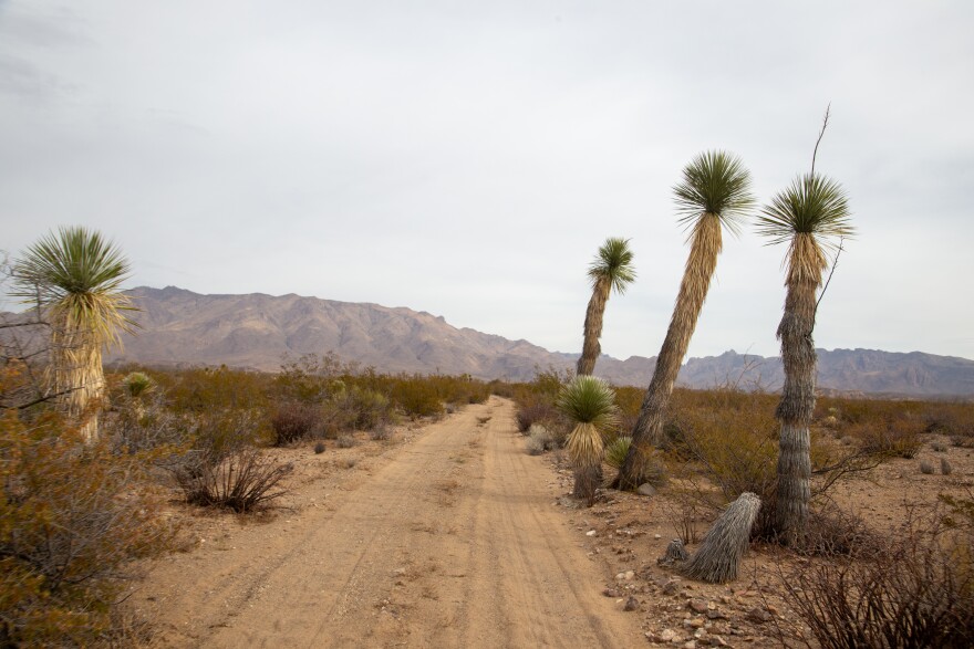 Yucca line what will be the main entrance road into the Chinati Mountains State Natural Area.