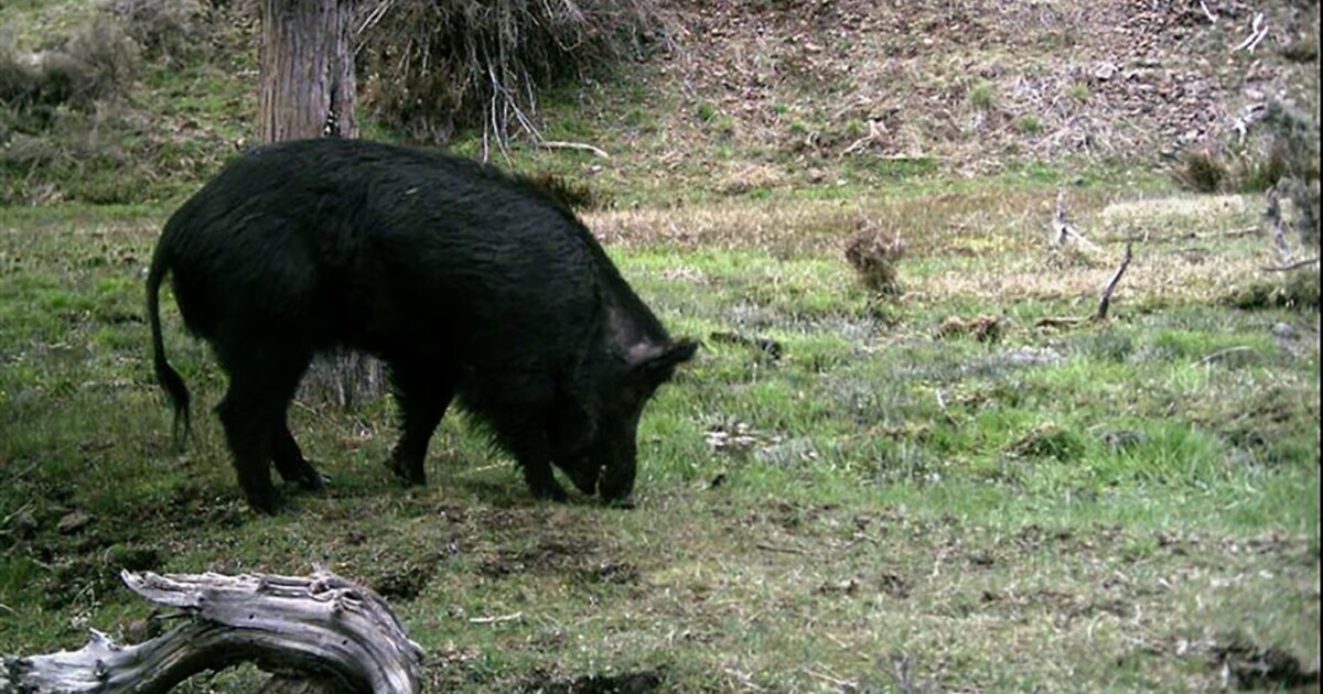 After years of eradication efforts, Oregon is free of feral swine. Almost