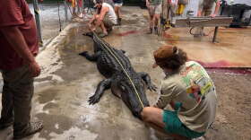 A nearly 13-foot gator weighing roughly 600 pounds was caught Monday, Sept. 21, 2026, in the Waccamaw River between Georgetown and Myrtle Beach.