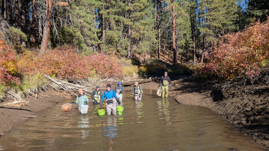 Volunteers participating in the Deschutes River Conservancy's fish rescue
