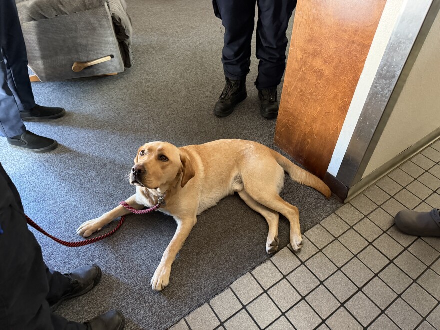 Aerial view of Lambeau as he is lying down. He is looking up at his handler Katie Nelson who isn't in frame of the photo.